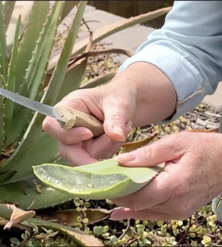 Aloe-vera-leaf-sliced-