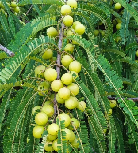 amla-plant-Indian_Gooseberry