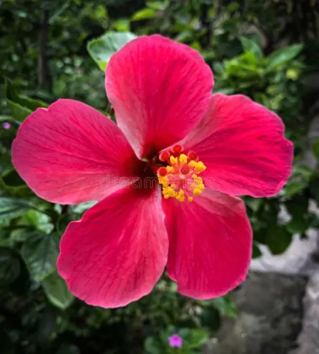 pink-hibiscus-joba-flower-picture-163258615